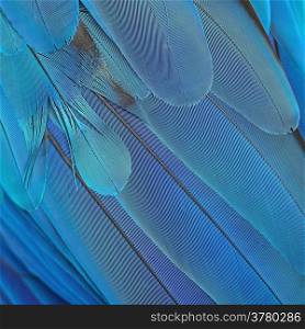 Beautiful blue bird feathers, Blue and Gold Macaw feathers