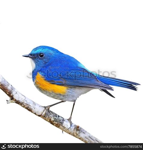 Beautiful blue bird, male Himalayan Bluetail (Tarsiger rufilatus), standing on a branch, side profile, isolated on a white background