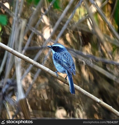 Beautiful blue bird, male Himalayan Bluetail (Tarsiger rufilatus), standing on a branch, back profile