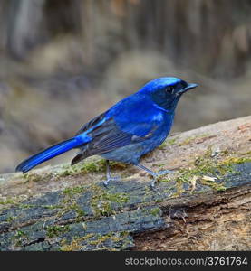 Beautiful blue bird, male Large Niltava (Niltava grandis) on the log