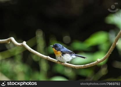 Beautiful blue bird Tickell&rsquo;s blue-flycatcher perching on a branch