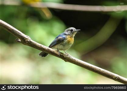 Beautiful blue bird Tickell&rsquo;s blue-flycatcher perching on a branch