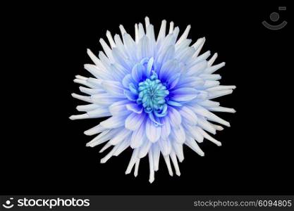 beautiful blue dahlia flower isolated on black background with rain drops in garden