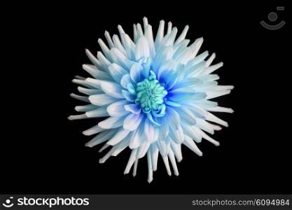 beautiful blue dahlia flower isolated on black background with rain drops in garden