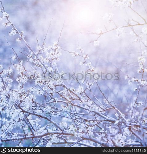 Beautiful blue floral background, gentle white flowers on tree branch, bright sun light, cherry blossom, spring time nature