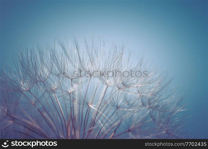 Beautiful blue floral background, tender fluffy dandelion flower over clear sky backdrop, beauty and freshness of spring nature