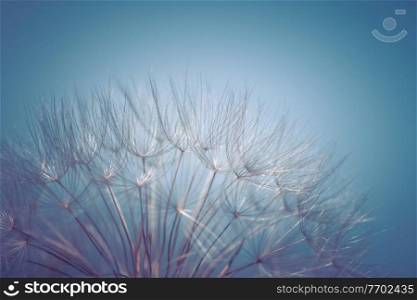 Beautiful blue floral background, tender fluffy dandelion flower over clear sky backdrop, beauty and freshness of spring nature