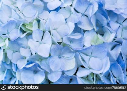 Beautiful blue flower, hydrangea nature abstract background, soft focus