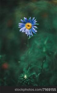 Beautiful blue flower with solid green blurry background