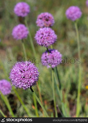 Beautiful blue flowers field