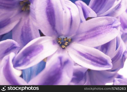 Beautiful blue flowers hyacinthes isolated on white. Spring macro background