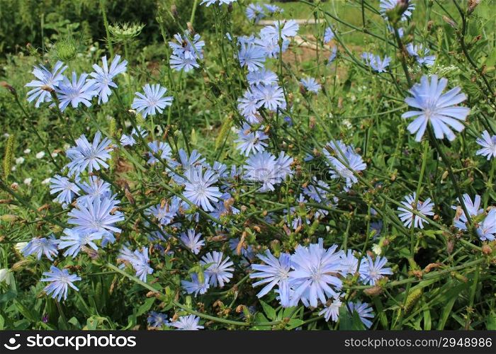 beautiful blue flowers of Cichorium in the field