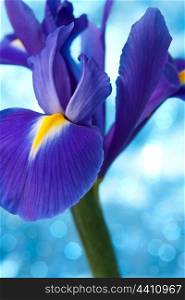 Beautiful blue iris flowers background
