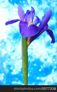 Beautiful blue iris flowers background