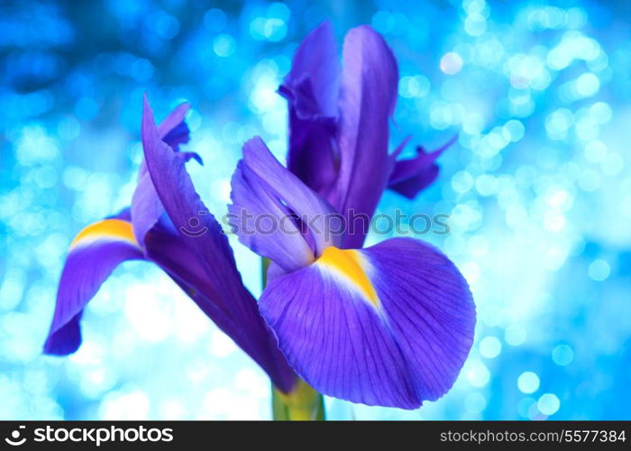 Beautiful blue iris flowers background