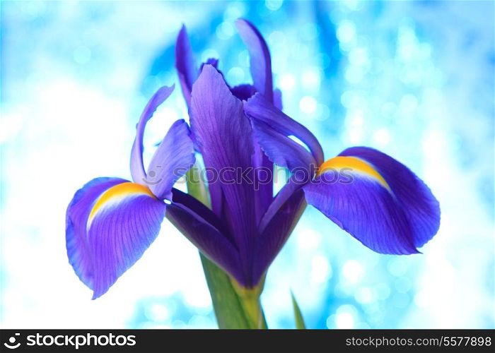 Beautiful blue iris flowers background