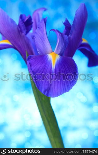 Beautiful blue iris flowers background