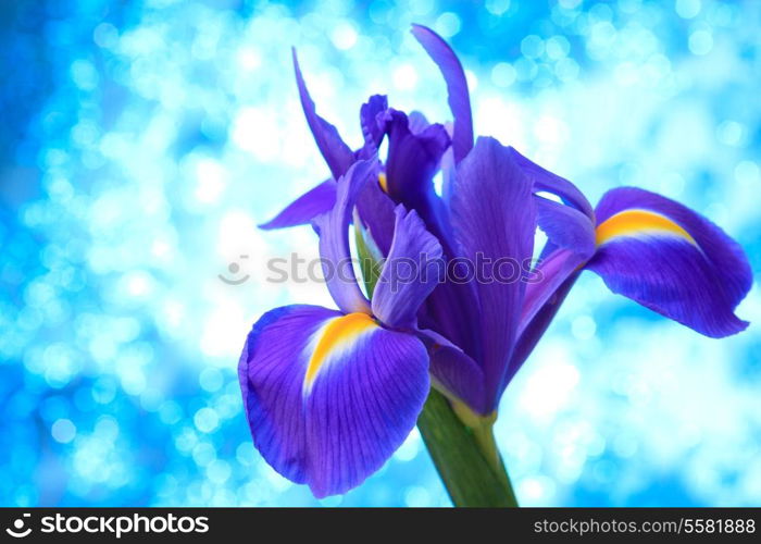 Beautiful blue iris flowers background