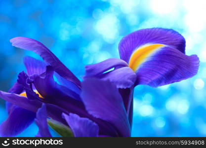 Beautiful blue iris flowers background