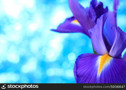 Beautiful blue iris flowers background