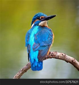 Beautiful blue Kingfisher bird, male Common Kingfisher (Alcedo atthis), sitting on a branch, back profile