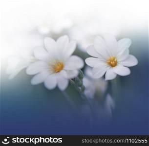 Beautiful Blue Nature Background.Colorful Artistic Wallpaper.Natural Macro Photography.Beauty in Nature.Creative Floral Art Design.Tranquil nature closeup view.Blurred space for your text.Wedding Invitation.White Background.Love and Romance.