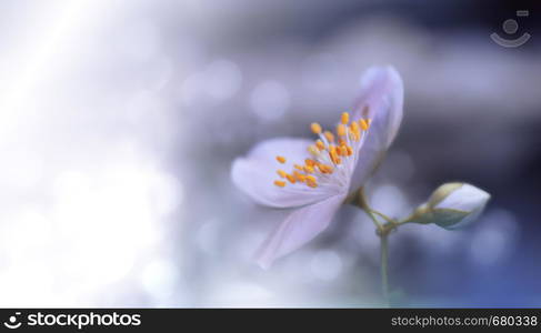 Beautiful Blue Nature Background.Colorful Artistic Wallpaper.Natural Macro Photography.Beauty in Nature.Creative Floral Art.Tranquil nature closeup view.Blurred space for your text.Abstract Spring Jasmine Flowers.Blue Sky.Copy Space.