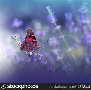 Beautiful Blue Nature Background.Floral Art Design.Macro Photography.Floral abstract pastel background with copy space.Butterfly and Lavender Field.Butterfly in Summer Floral Background.Background with a Beautiful Butterfly on a Flower.Creative Artistic Wallpaper.