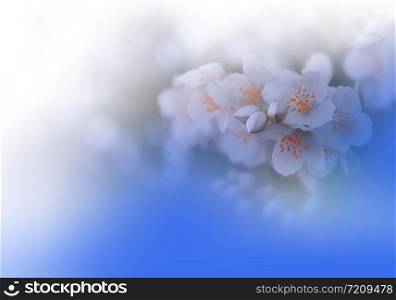 Beautiful Blue Nature Background.Floral Art Design.Soft Focus.Macro Photography.Floral abstract pastel background with copy space.Blurred space for your text.Creative Artistic Wallpaper.Blue Sky.Wedding Invitation.Jasmine Flowers.