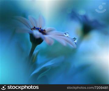 Beautiful Blue Nature Background.Floral Art Design.Soft Focus.Macro Photography.Floral abstract pastel background with copy space.Blurred space for your text.Creative Artistic Wallpaper.Blue Sky.Wedding Invitation.White Daisy Flower.Osteospermum.