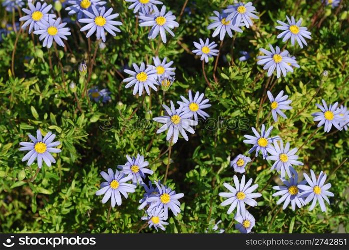 beautiful blue/purple daisys on a park