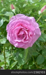Beautiful Blue River rose. Purple lavender roses in the garden. Blooming Blue River roses on the bush in rose garden