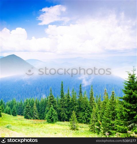 Beautiful blue sky and green grass and forest in Carpathian mountains