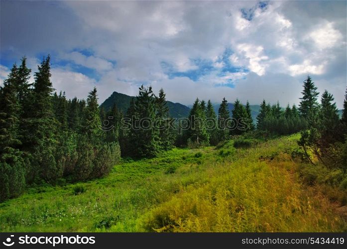 Beautiful blue sky and green grass and forest in Carpathian mountains