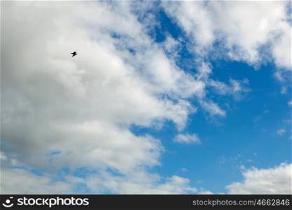 Beautiful blue sky with many white clouds and a bird flying