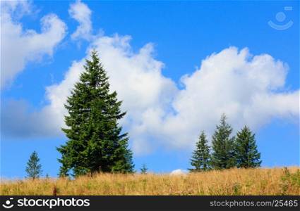Beautiful blue sky with white cumulus clouds over summer mountain hill with fir trees.