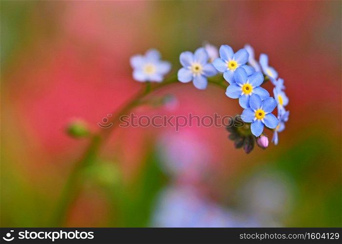 Beautiful blue small flowers - forget-me-not flower. Spring colorful nature background.  Myosotis sylvatica 