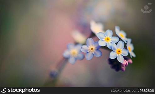 Beautiful blue small flowers - forget-me-not flower. Spring colorful nature background.  Myosotis sylvatica 