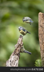 Beautiful Blue Tit Cyanistes Caeruleus on tree in woodland lands. Beautiful Blue Tit Cyanistes Caeruleus on tree in forest landscape setting