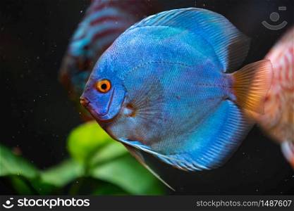 Beautiful blue vibrant discus fish in a fishtank.. Blue vibrant discus fish in a fishtank.
