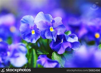 Beautiful blue violets in garden close-up