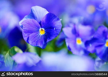 Beautiful blue violets in garden close-up