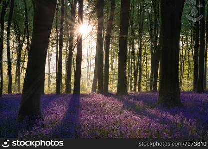 Beautiful bluebell forest landscape image in morning sunlight in Spring