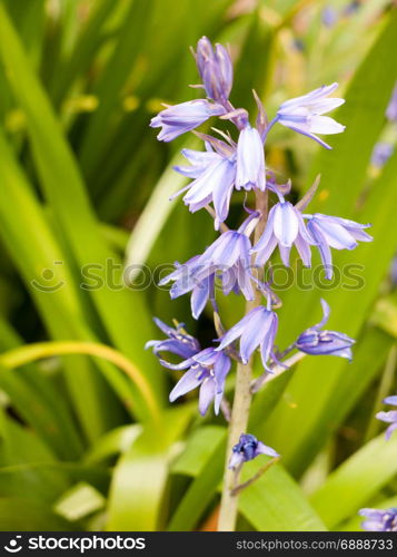 beautiful bluebells solo single isolated with green grass background
