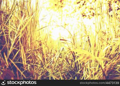 Beautiful blurred autumn grass meadow background, retro toned