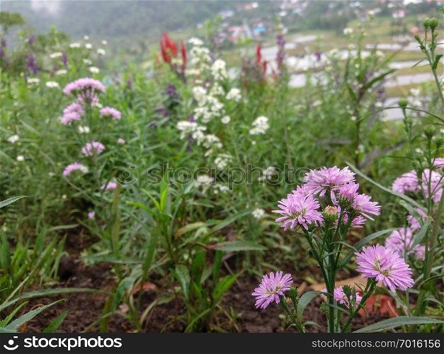 Beautiful Bokeh Pink Flowers and beautiful grass plants background.