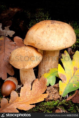 Beautiful Boletus Edulis specimens next leaves and a acorn