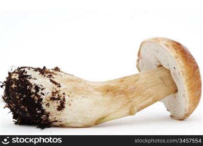 Beautiful boletus mushroom on studio white background