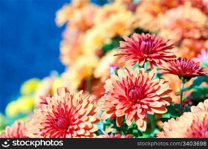 Beautiful bordeaux chrysanthemum flower autumn vivid background