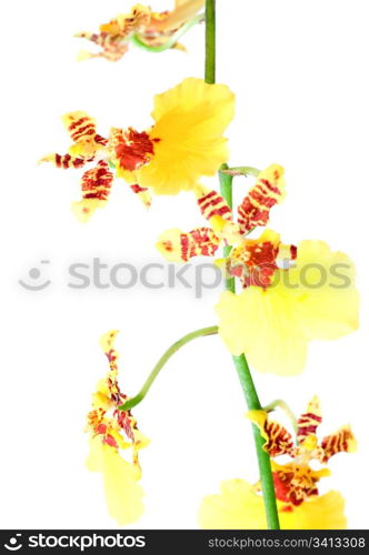 beautiful bordeaux-yellow blotchy orchid flowers cluster isolated on white